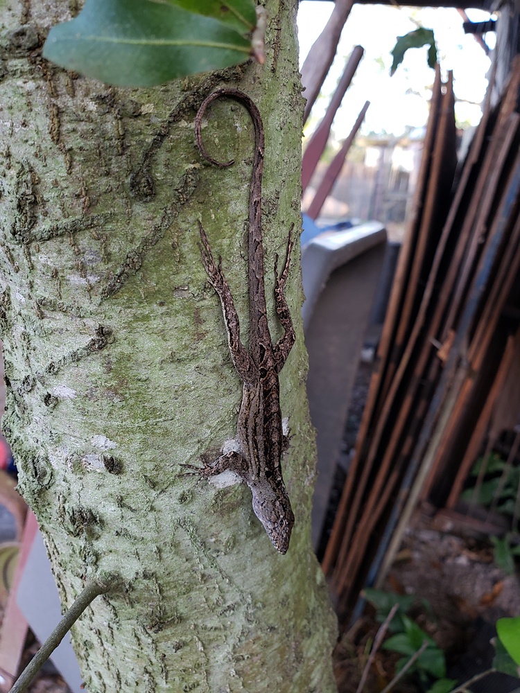 a lizard climbing down a tree trunk