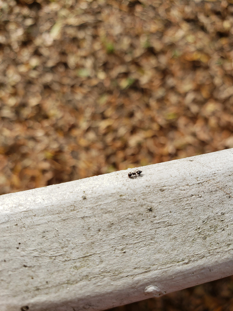 a tiny ant running along a wooden fence