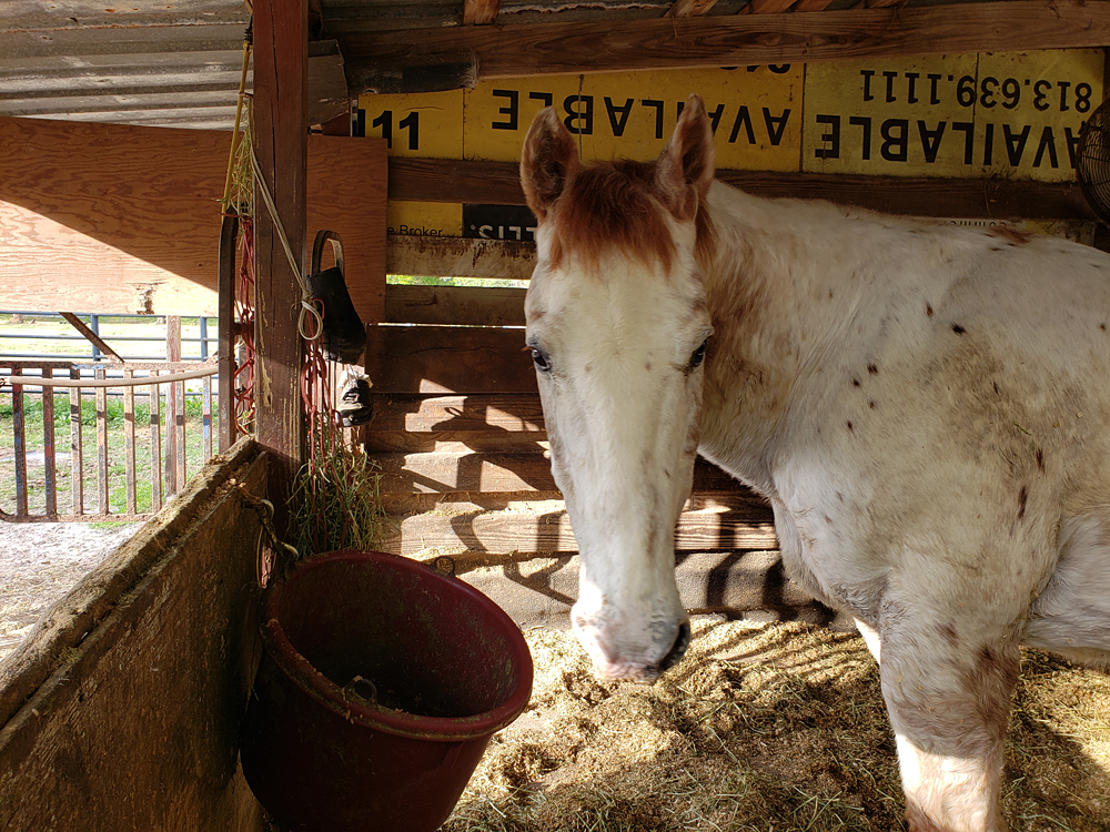 a white and brown appaloosa horse in his stall