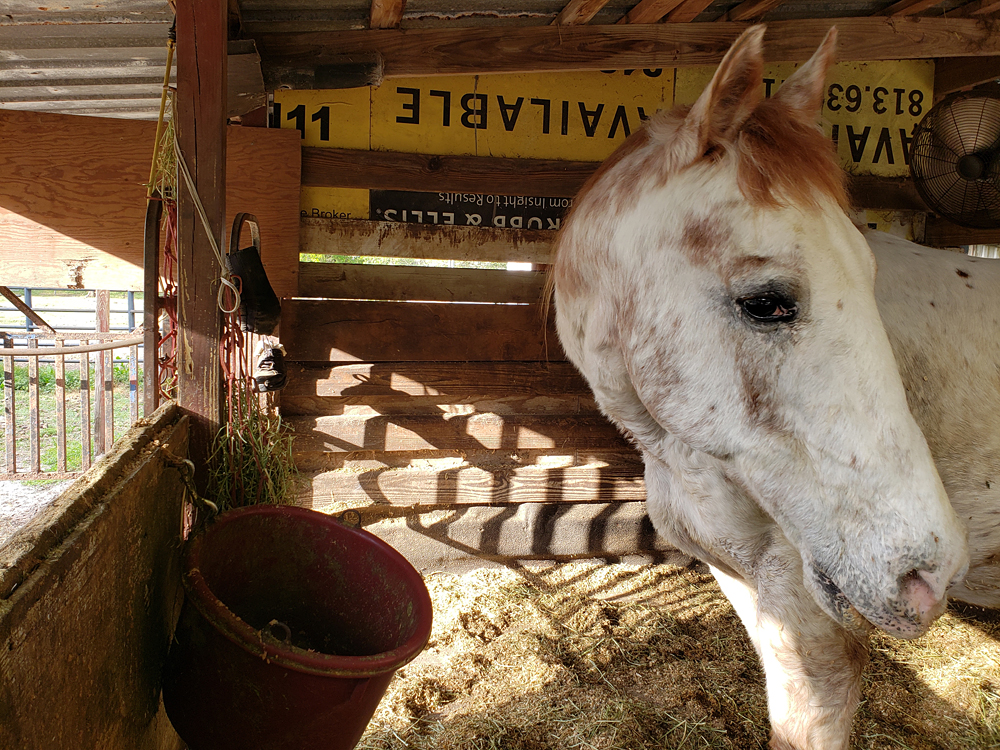 a white and brown appaloosa horse in his stall