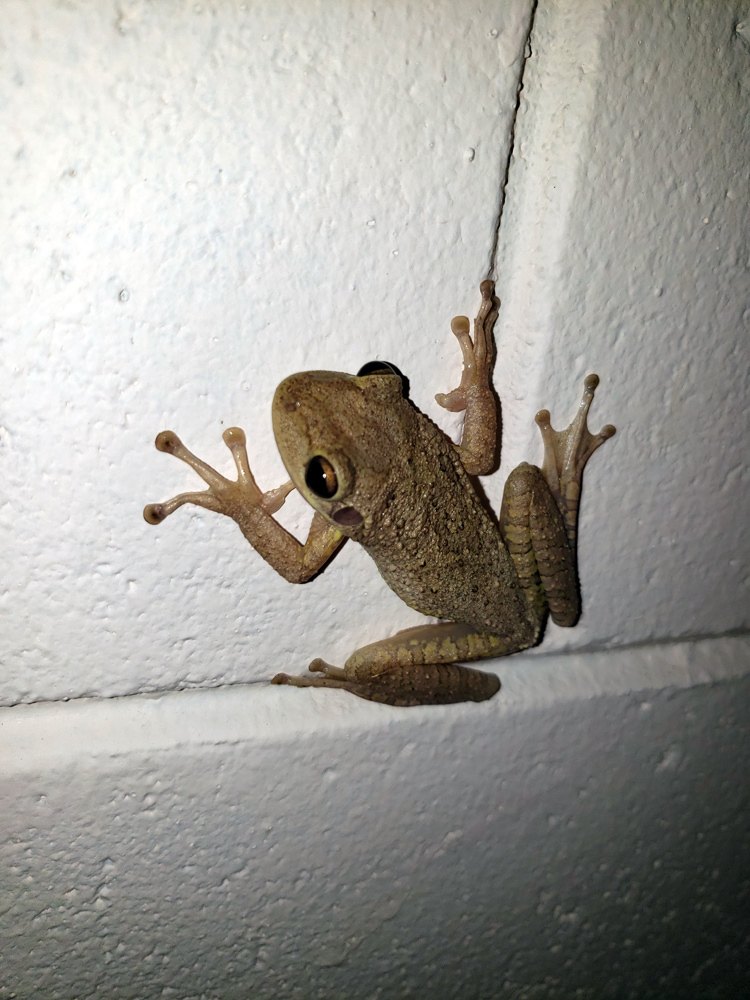 An up-close photo of a Cuban treefrog