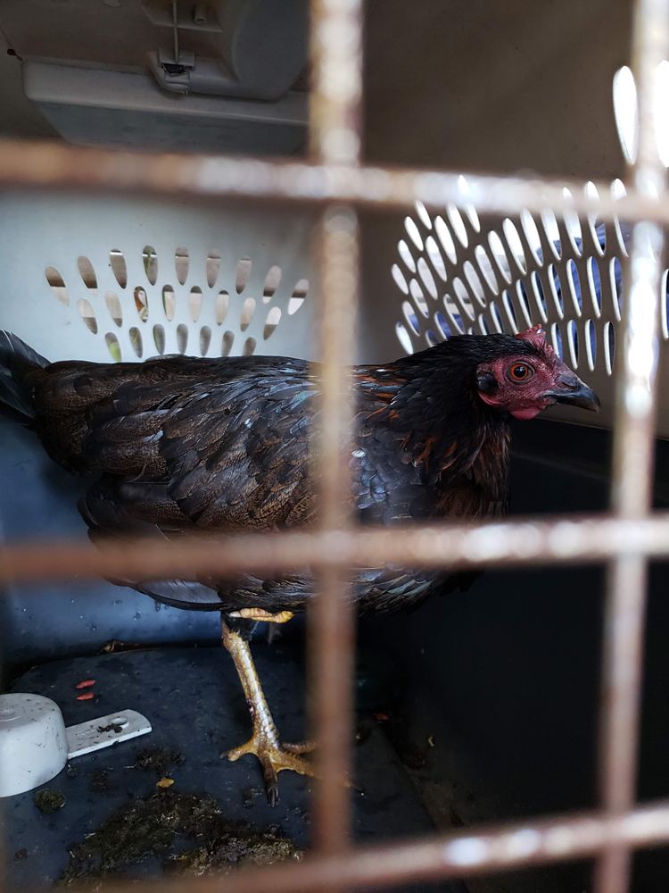 a chicken, standing on one leg, in a pet carrier, as seen through the bars