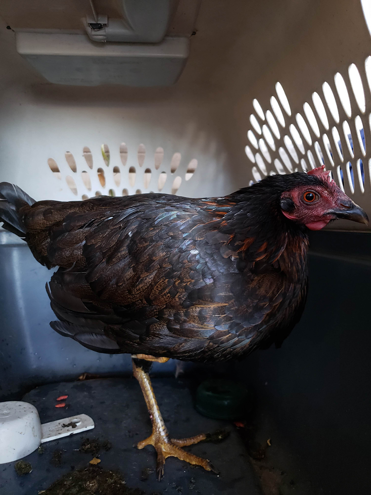 a chicken, standing on one leg, in a pet carrier