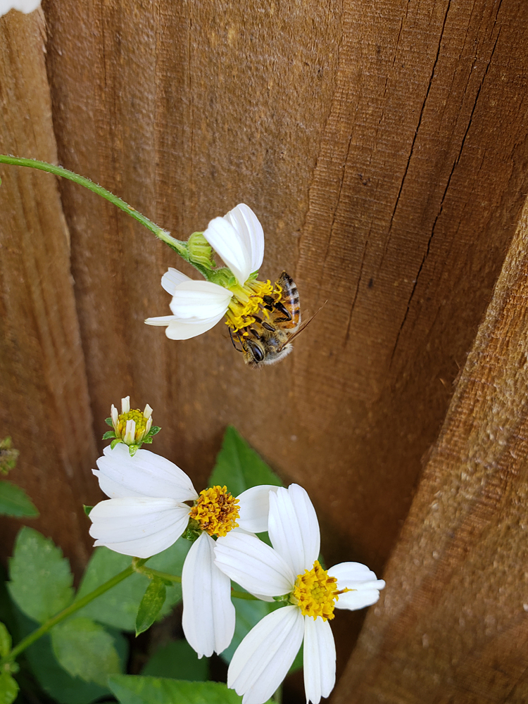a close-up of a bee pollinating a flower