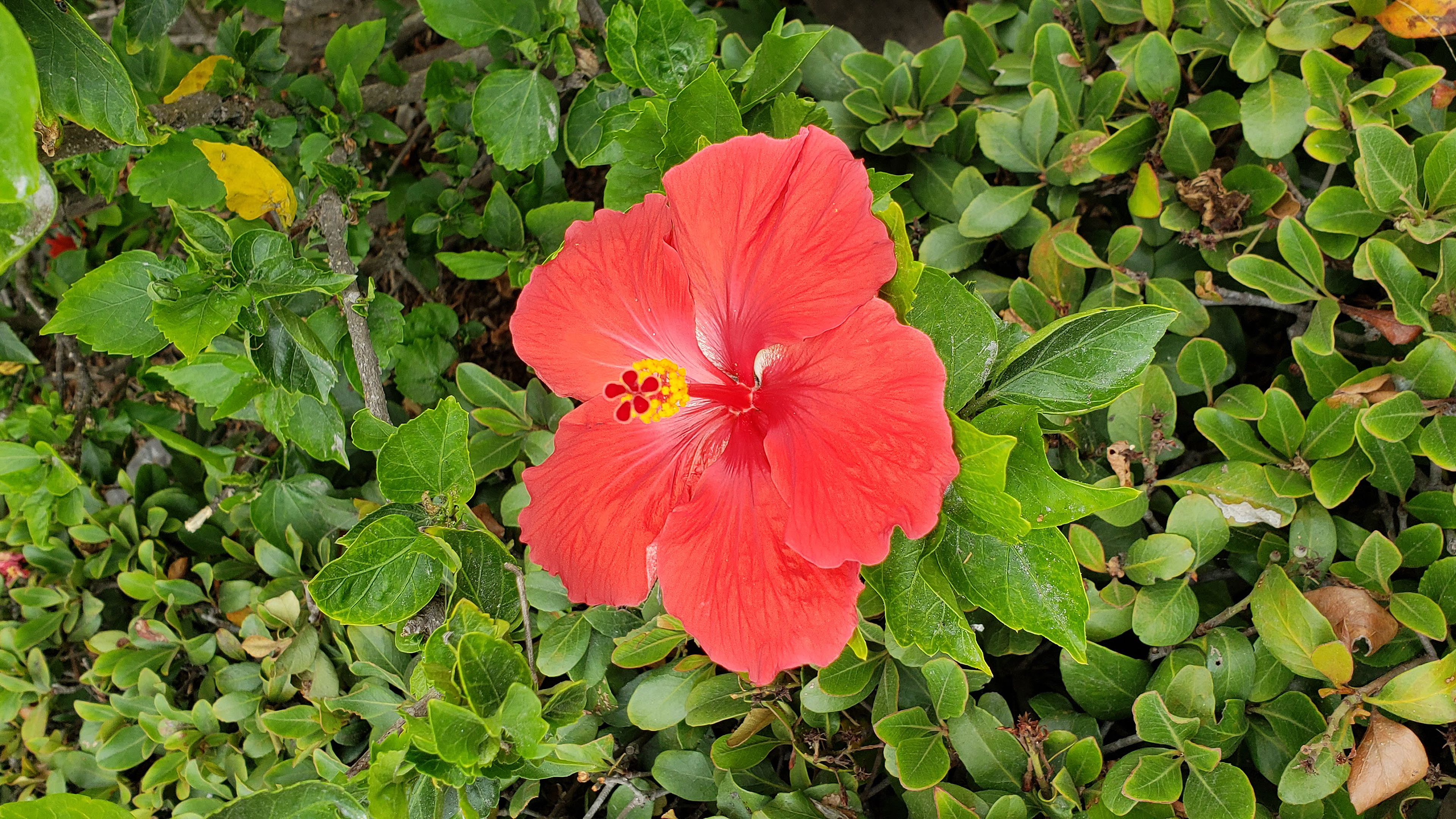 a brilliant red hibiscus flower