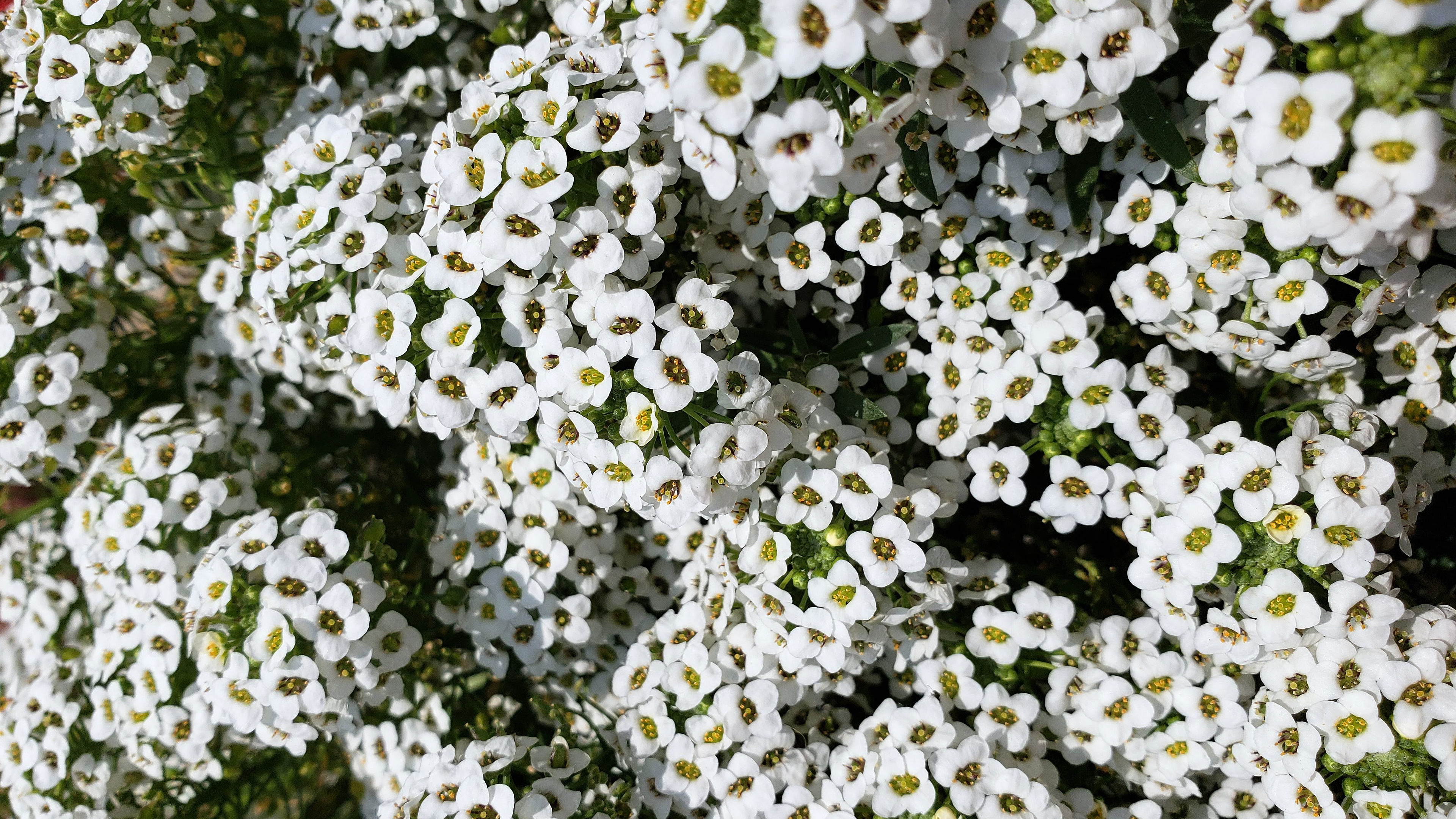 a carpet of white sweet alyssum flowers