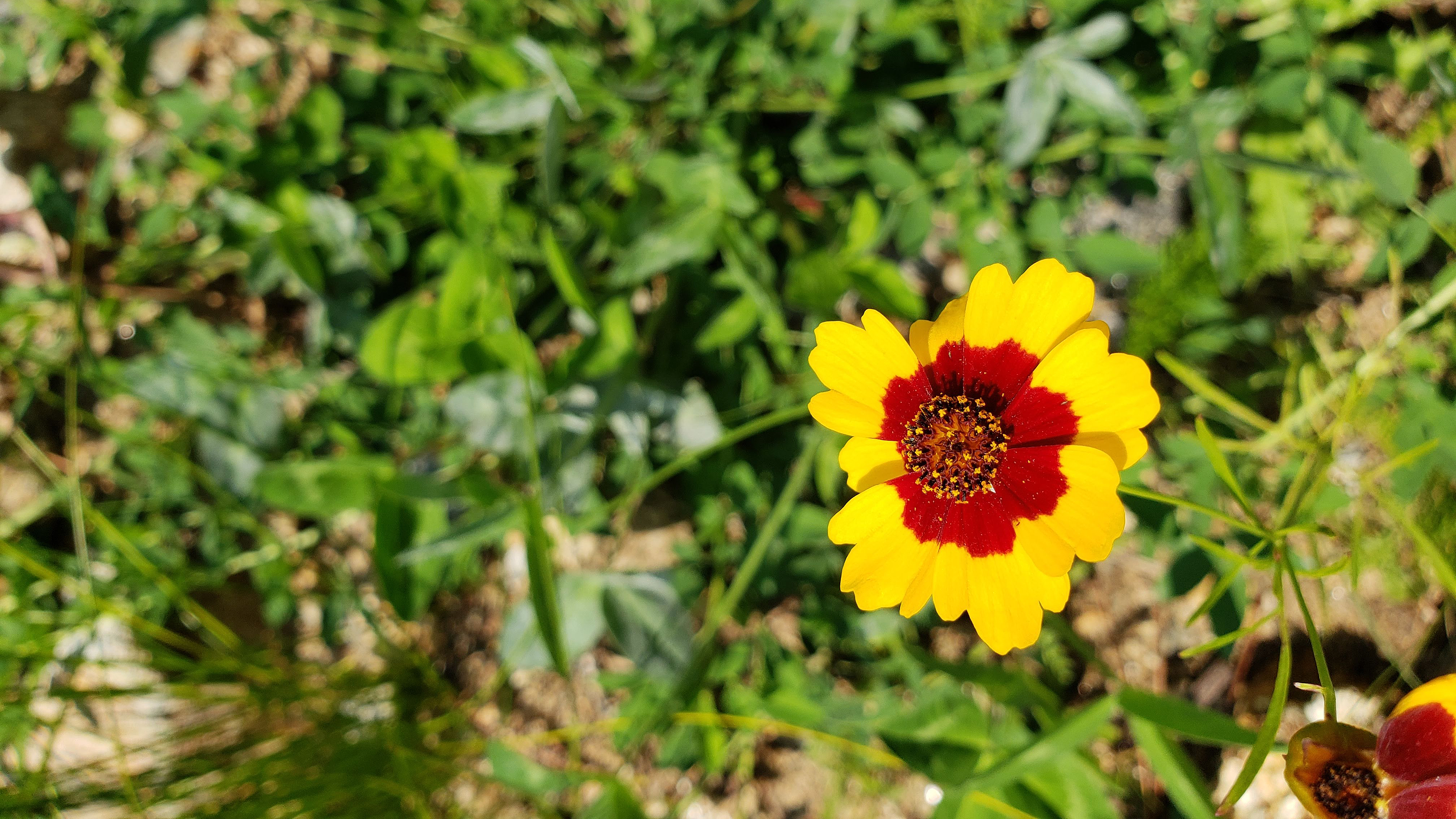 a yellow and red daisy on a backdrop of green grass