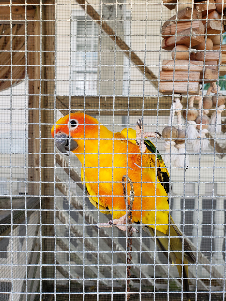 a sun conure posing for the camera at the front of his cage