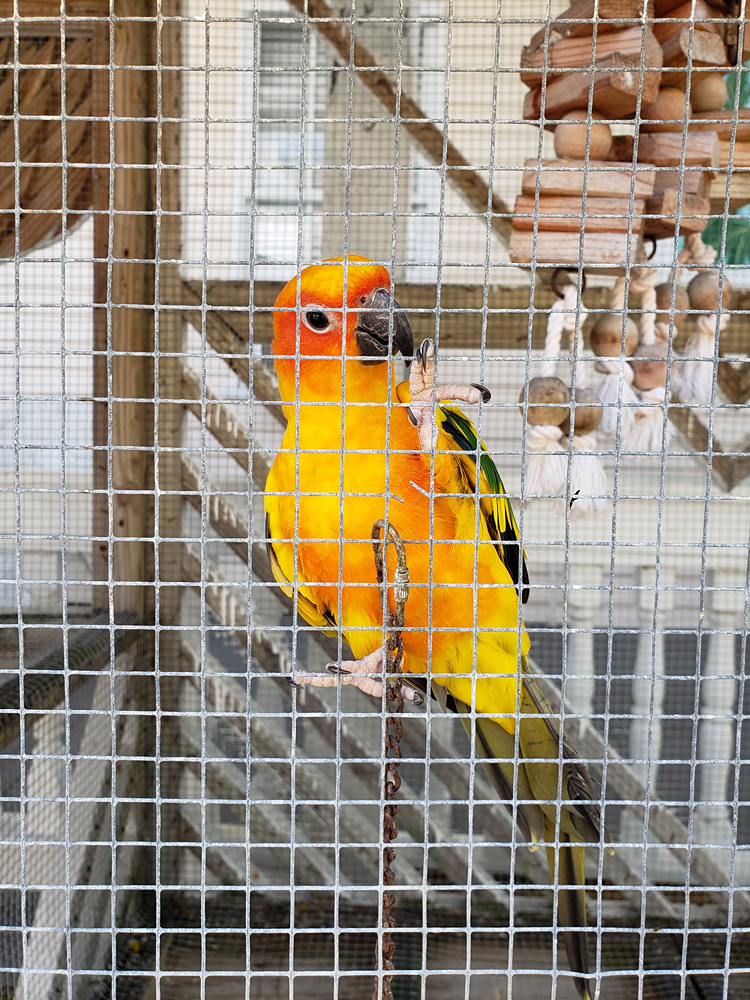 a sun conure posing for the camera at the front of his cage