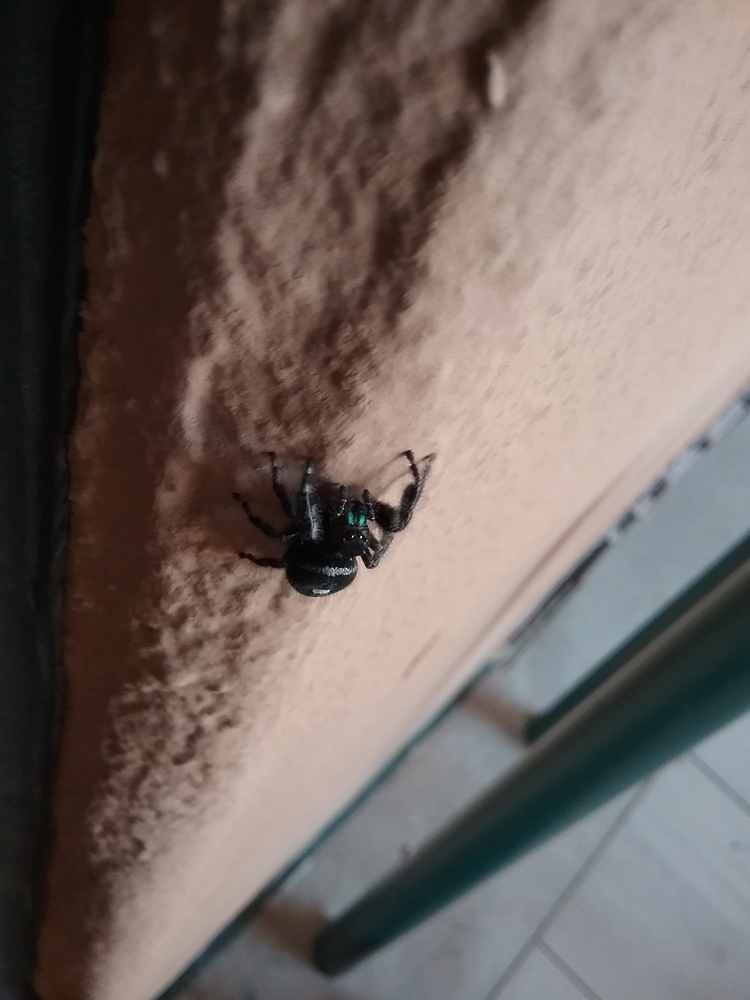 a large black and white jumping spider with shining green chelicerae (mouthparts)