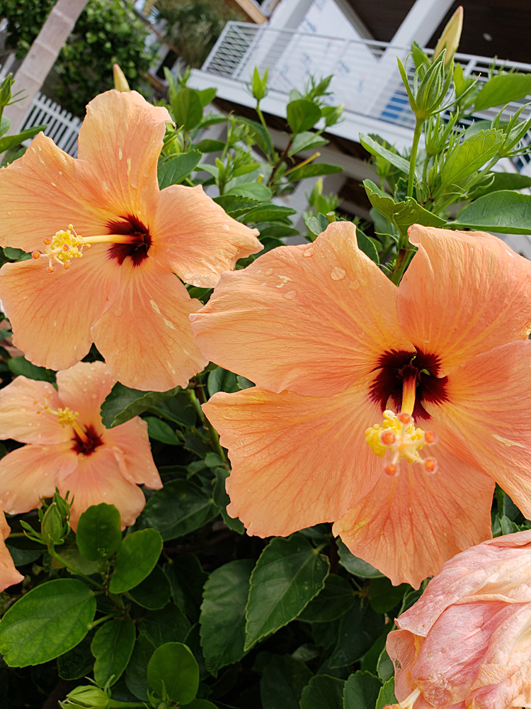 Peach-colored hibiscus blossoms