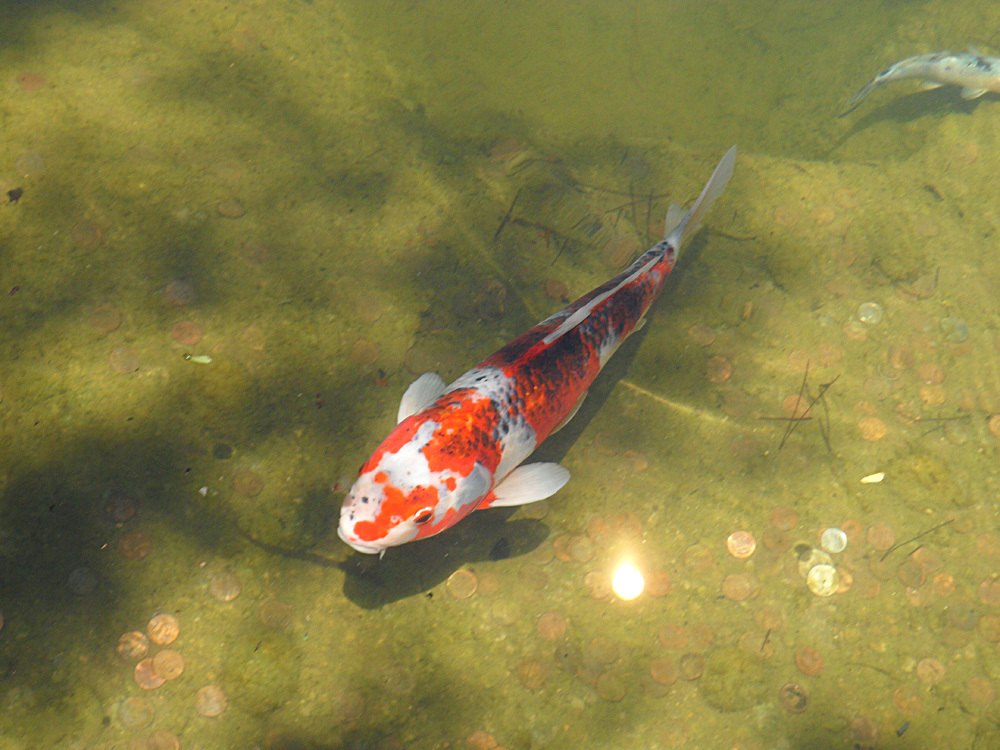 Koi fish in a pondKoi fish in a pond