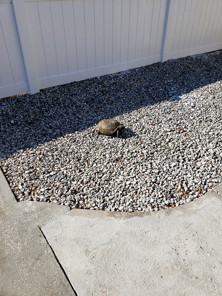 A large gopher tortoise lost in a rock garden