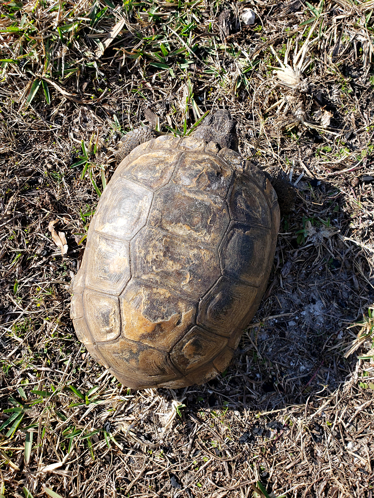 A top-down view of a large gopher tortoise