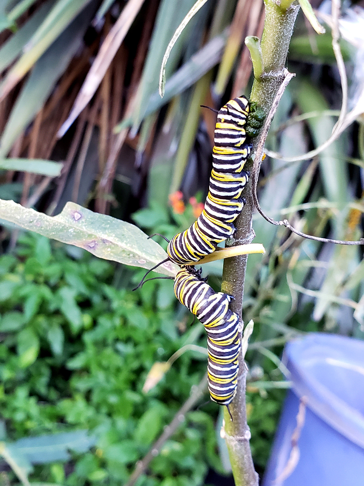 a pair of monarch caterpillars enjoying some milkweed leaves