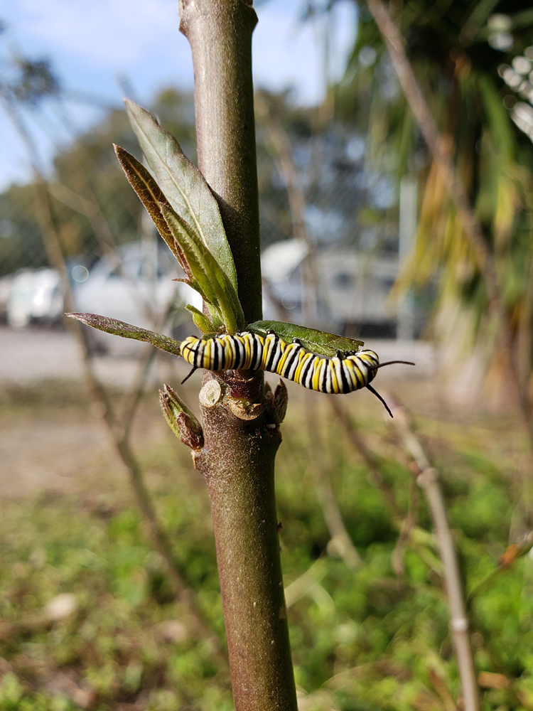 a monarch caterpillar chomping on milkweed leaves