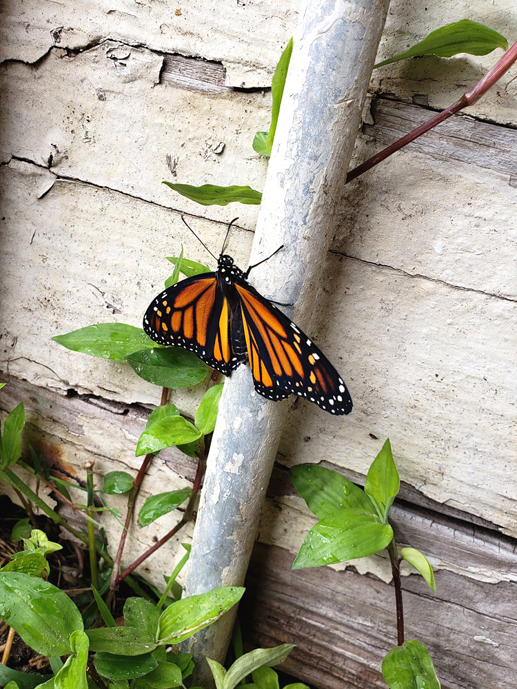 a newly emerged monarch butterfly drying its wings