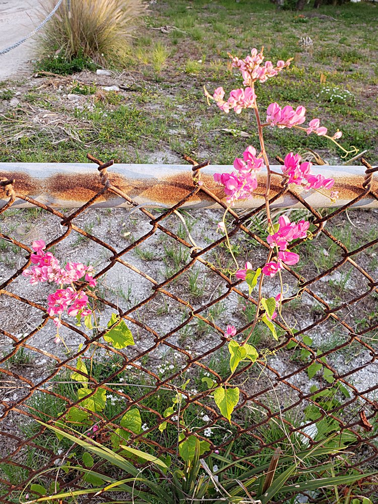 Bright pink flowers on a vine, growing on a rusting chainlink fence