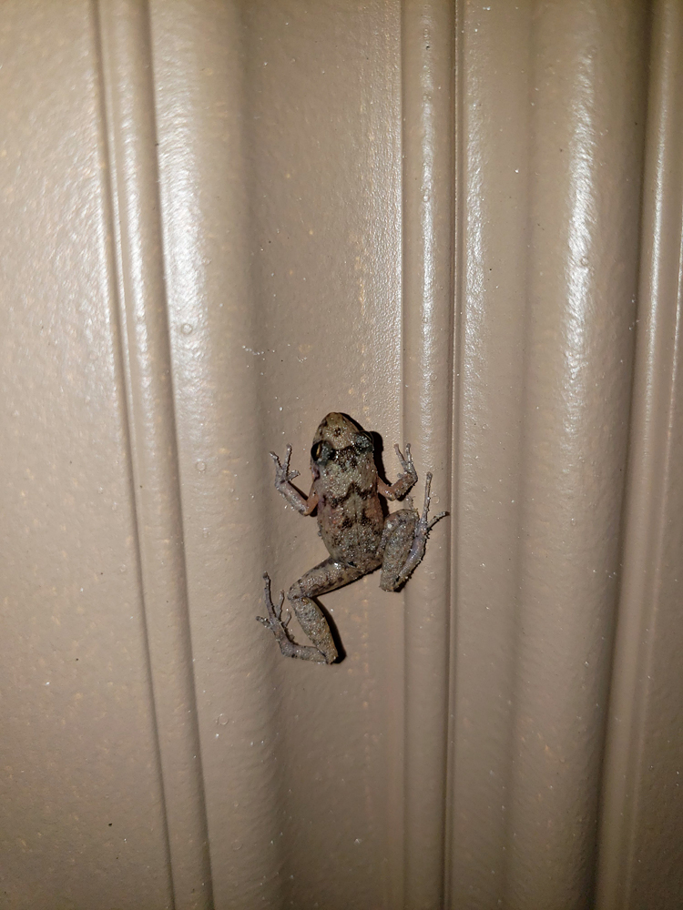 a small frog clinging to a door
