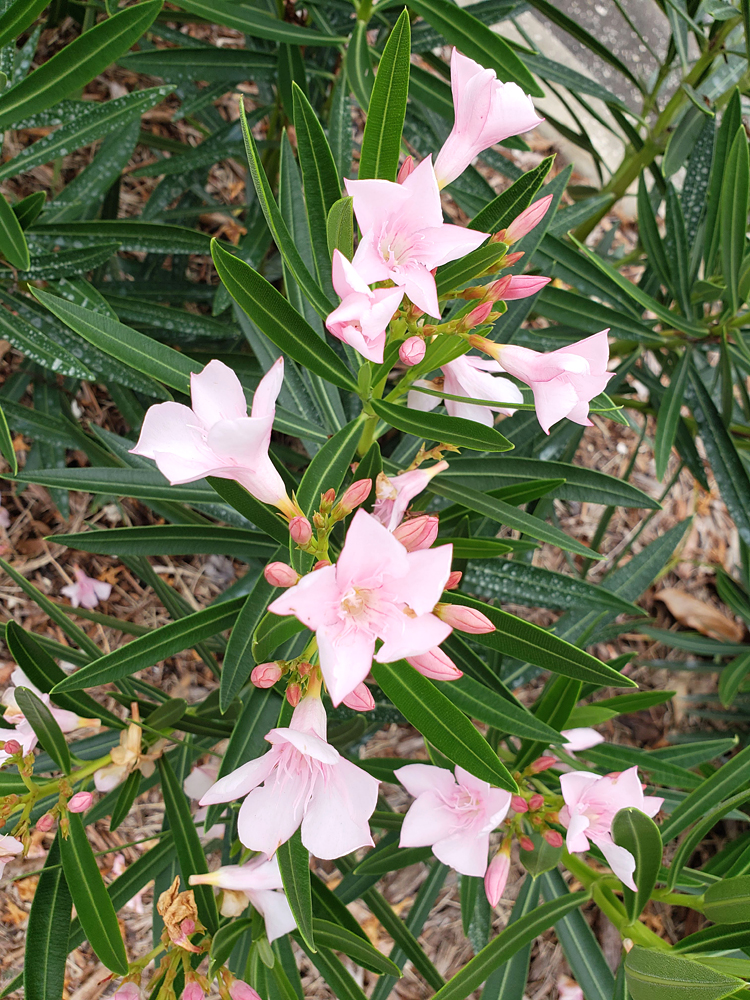 light pink hibiscus flowers