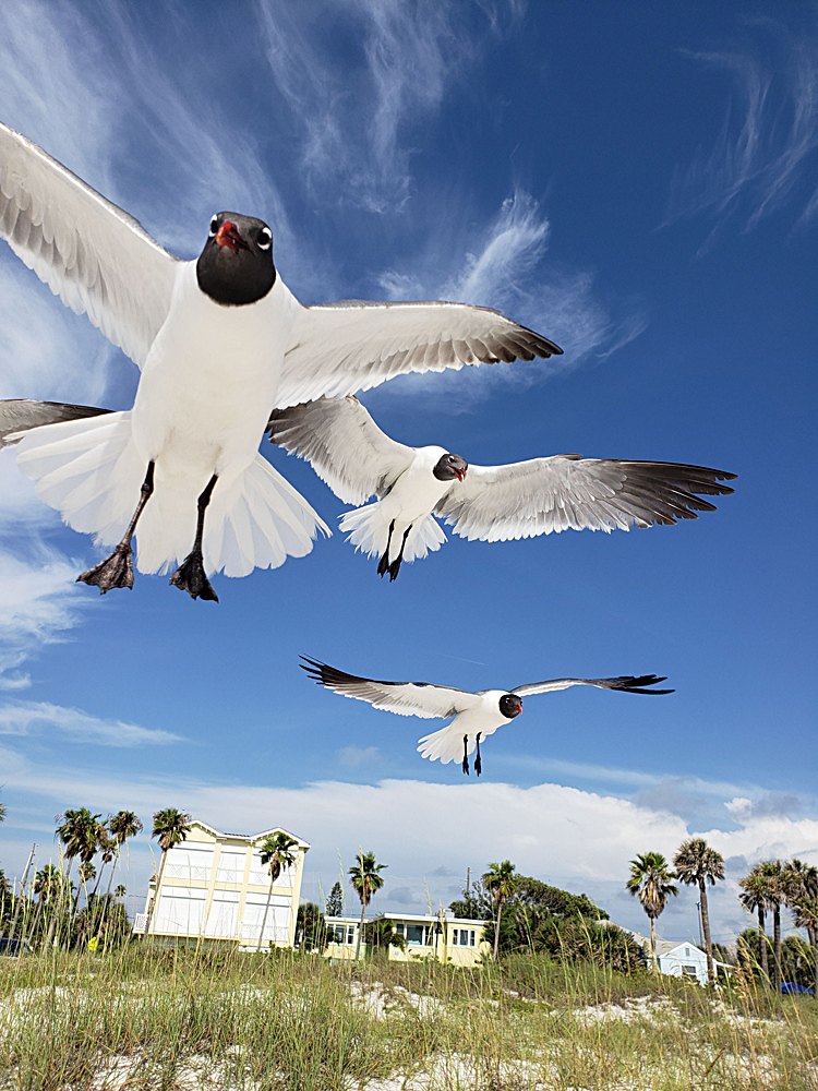 A up-close photo of hovering seagulls