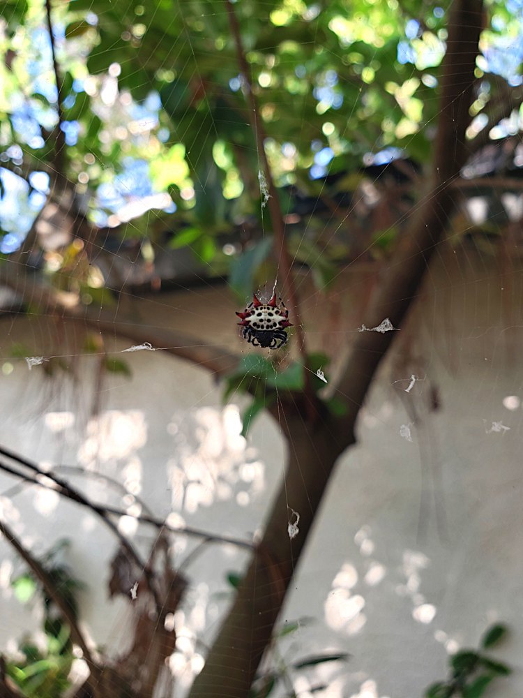 A spiny orbweaver spider on a web