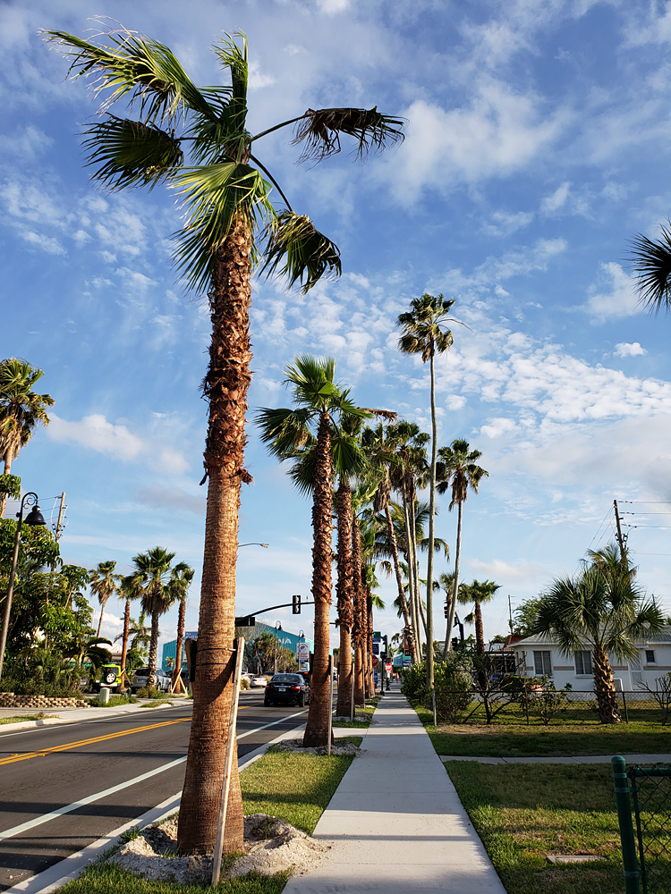 freshly transplanted palm trees lining a newly-surfaced street