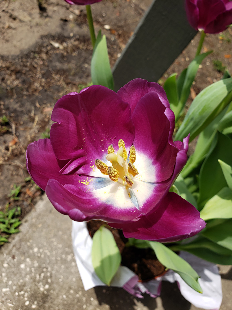 A brilliant magenta tulip