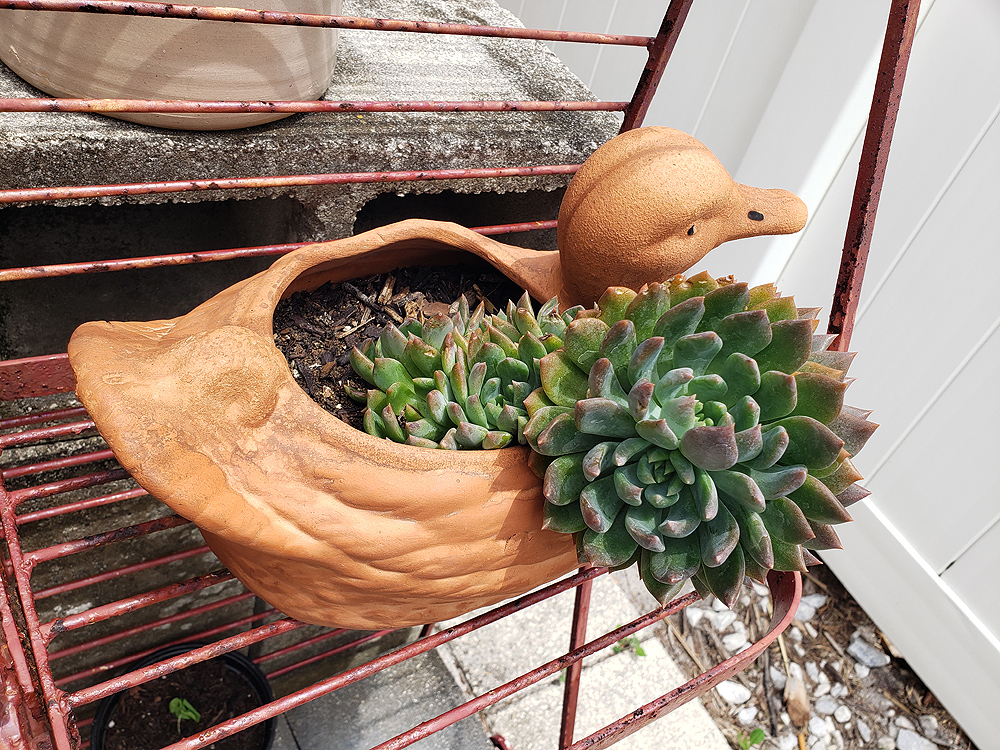 a strangely-growing 'mutant' rosette-type succulent