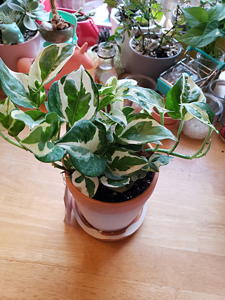 a smallish pothos plant with white and green splotched leaves