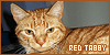 red tabby cats