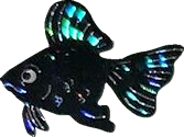Black sparkly goldfish