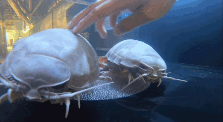 Giant Isopod touch tank in Marathon, Florida